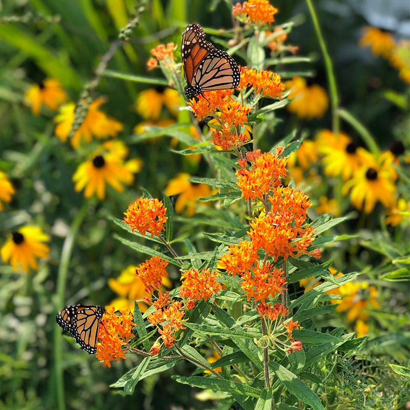 Butterfly Weed Seeds - Image 2