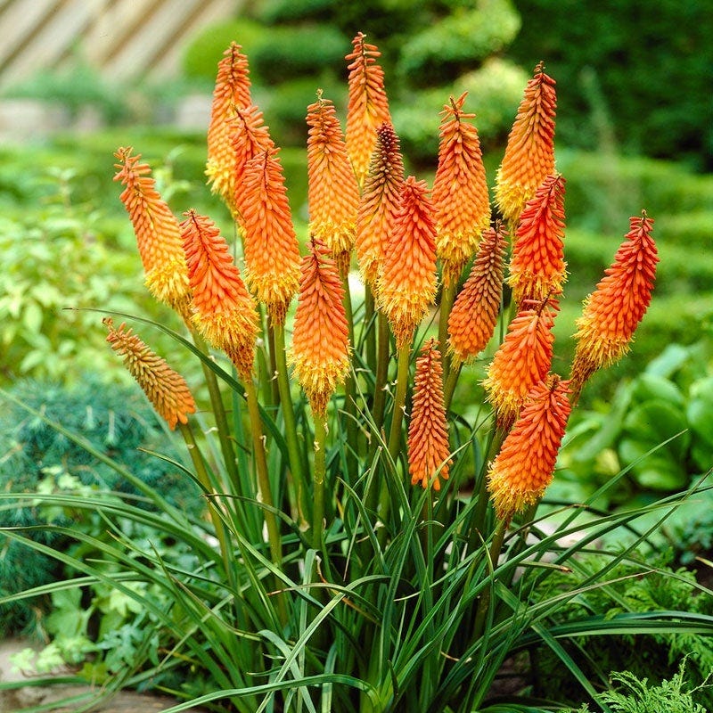 Beautiful Bouquets Pre-Planned Garden - Image 8