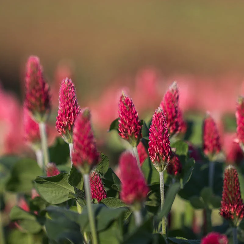 Burgundy Wildflower Seed Mix - Image 4
