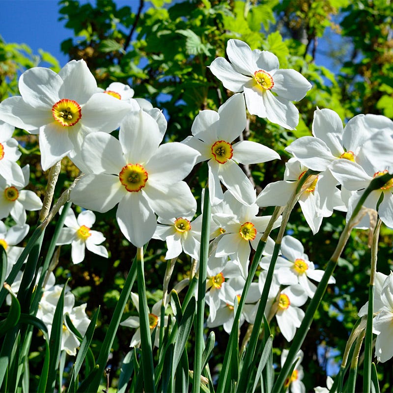 The Poet's Daffodil Actaea - Image 2