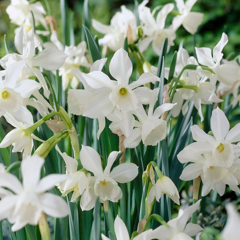 Thalia Daffodil - Image 2