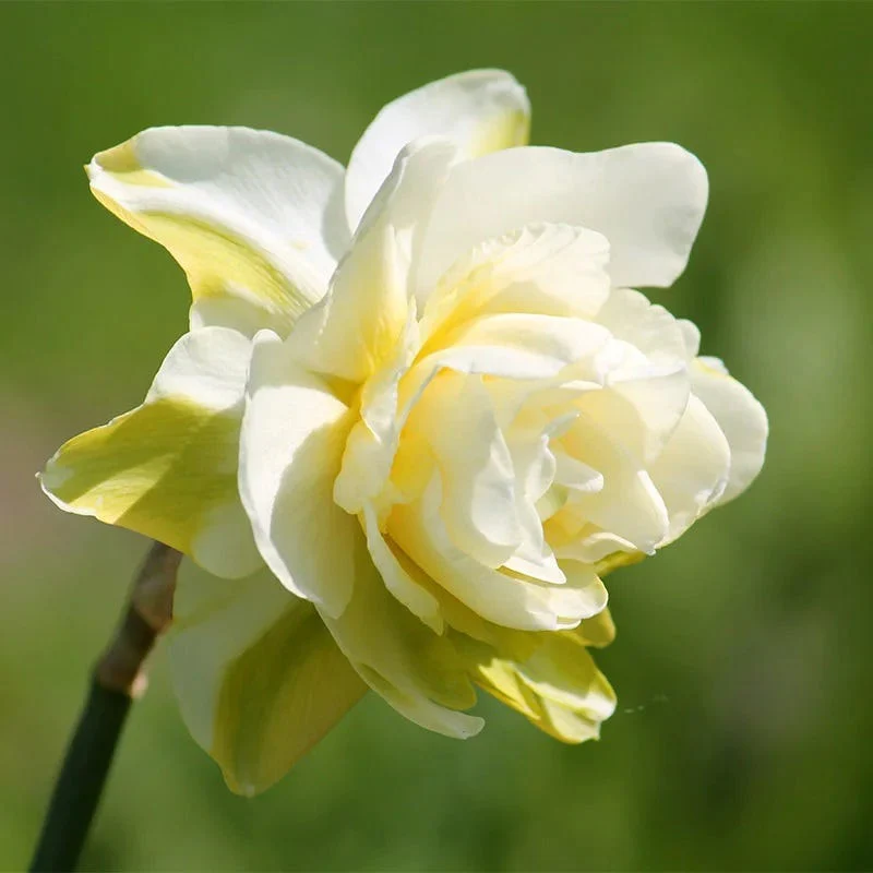 Ballerina Flower Bulb Collection - Image 5