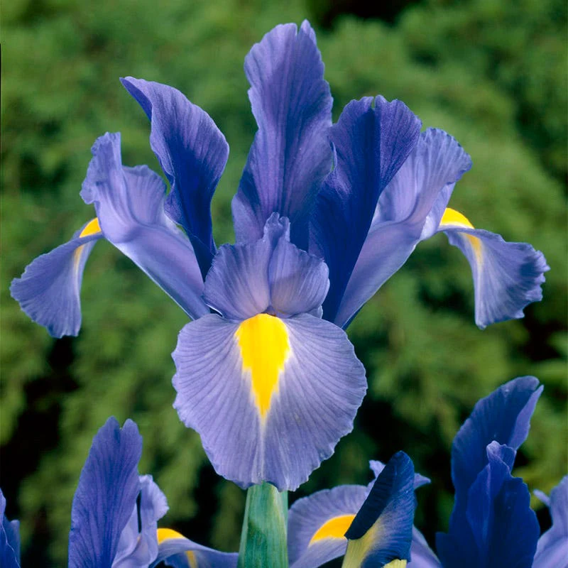 Deer Resistant Beauties Bulb Collection - Image 3