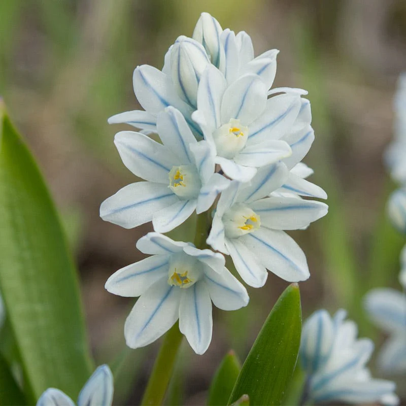 Precious Pearls Bulb Collection - Image 3