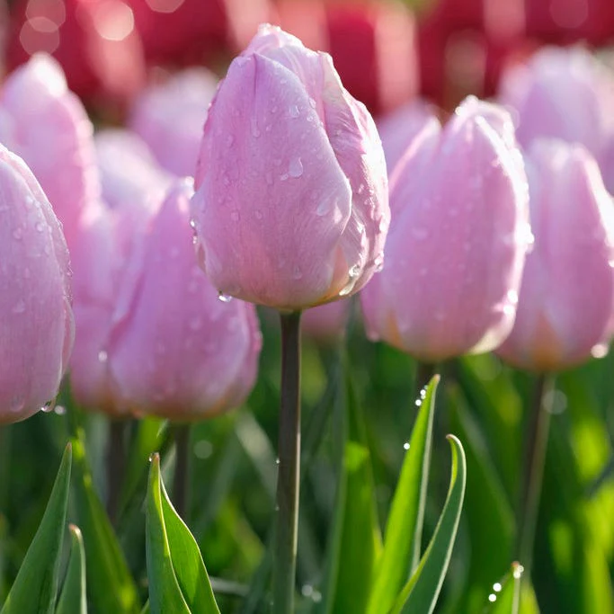 Candy Prince Single Early Tulip - Image 2