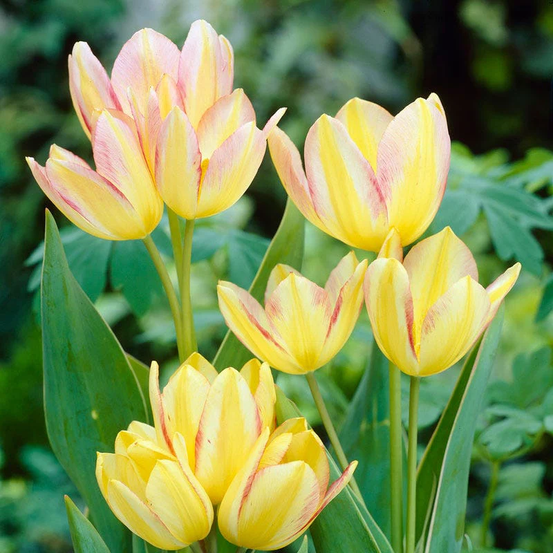 Antoinette Multiple Flowering Single Late Tulip - Image 2