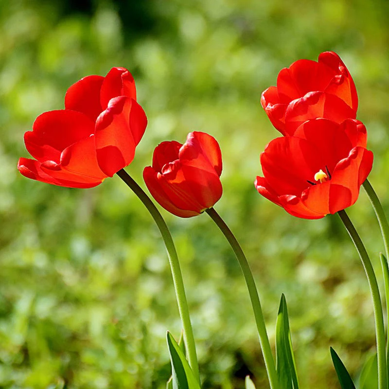 Parade Darwin Tulip - Image 2