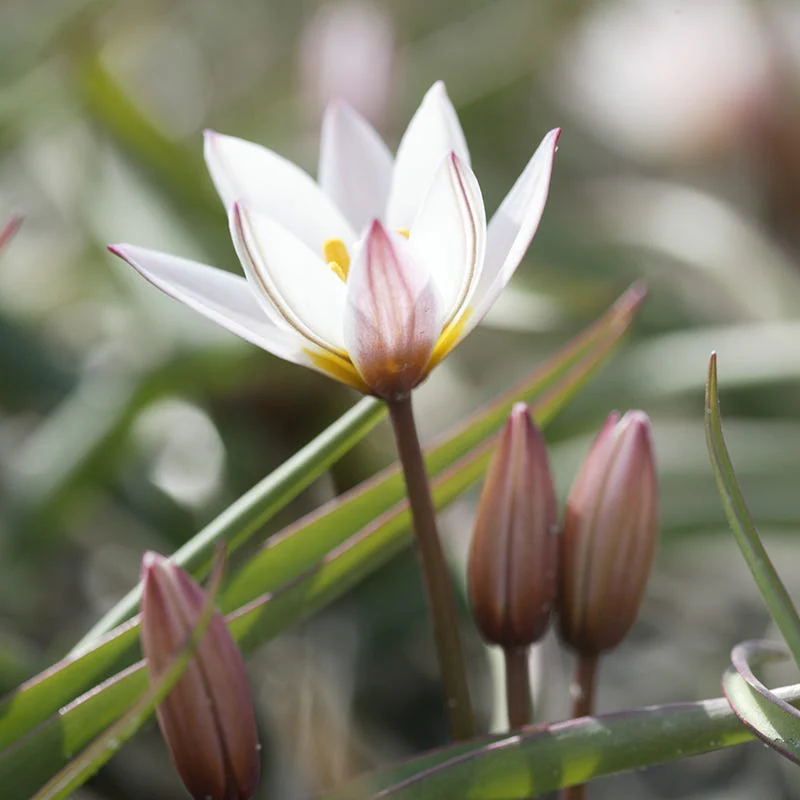Hilde Wild Tulip
