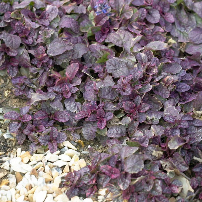 Burgundy Glow Ajuga - Image 4