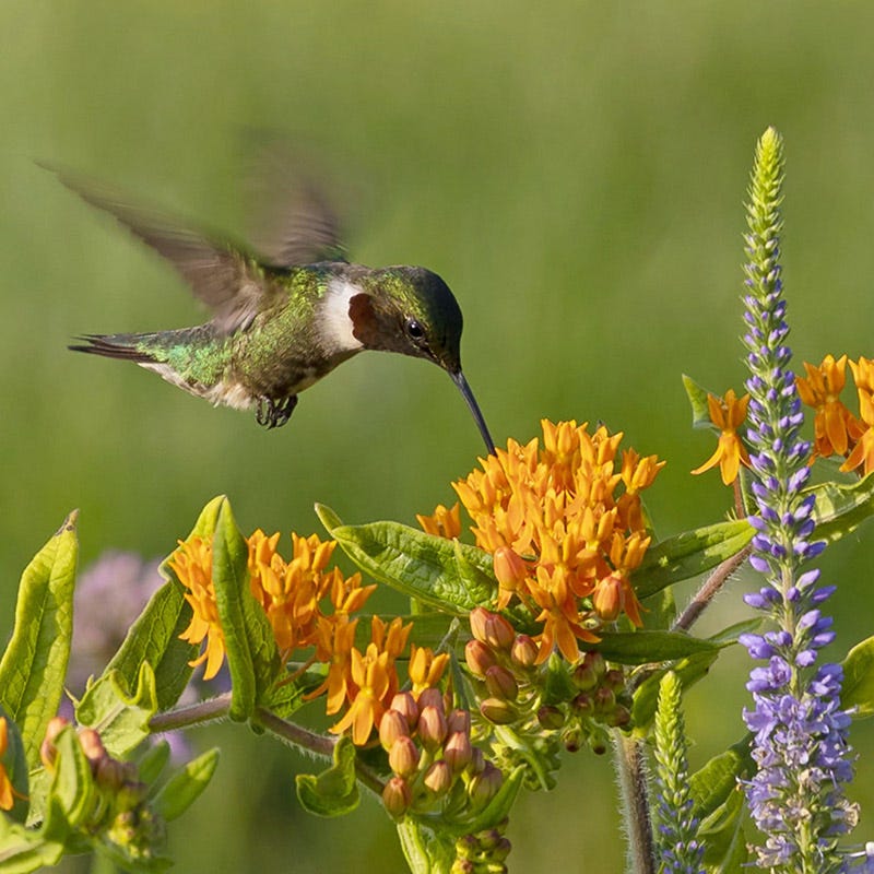 Butterfly Weed - Image 5