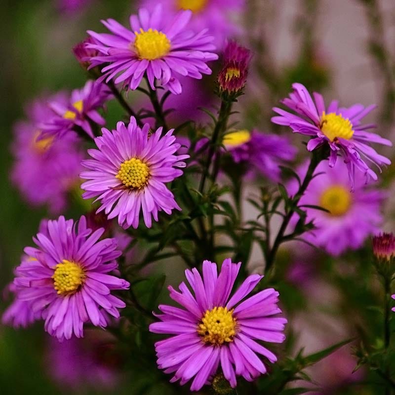 Alert Aster