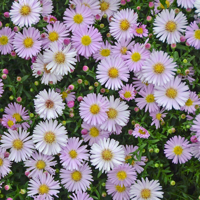 KICKIN® Pink Chiffon Aster - Image 4