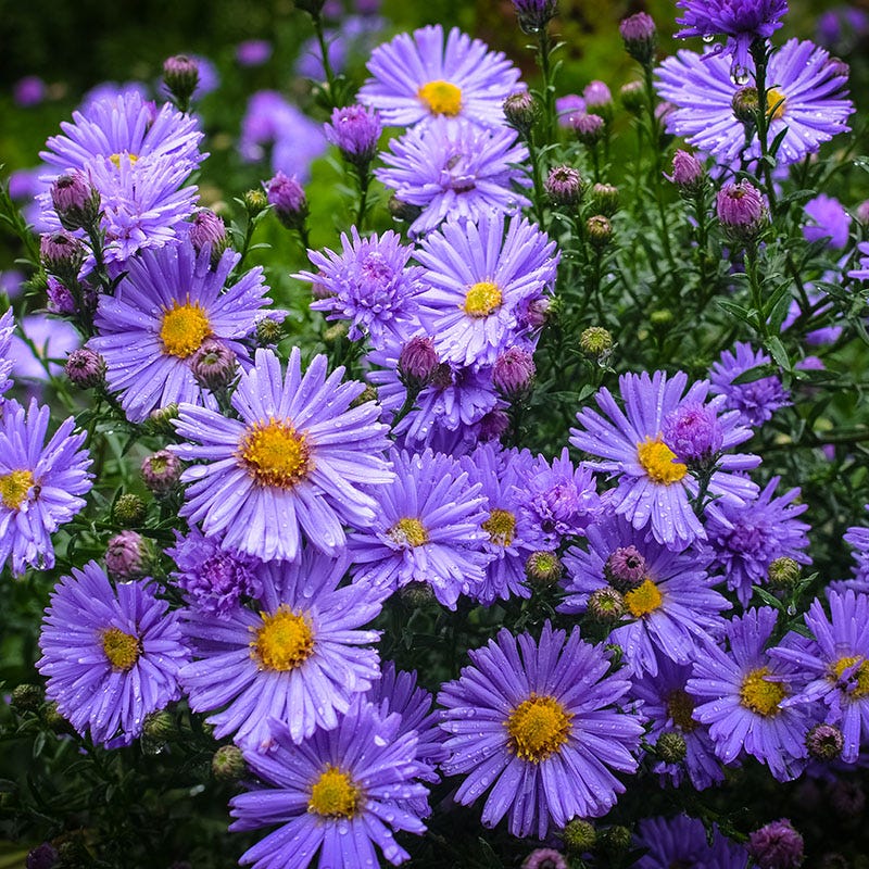 Wood's Blue Aster - Image 3