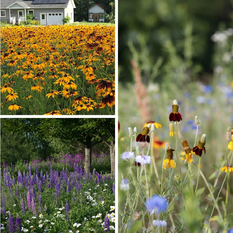 Perennial Beauty Wildflower Seed Mix - Image 3