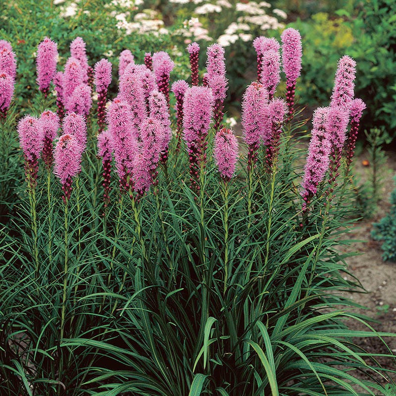 Blazing Star - Image 3
