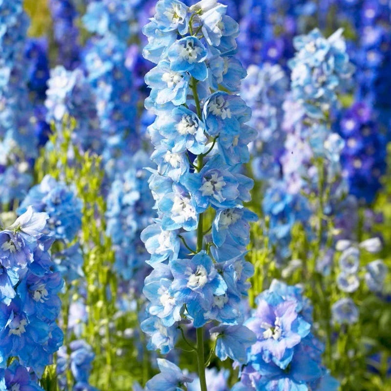 Colorful Cutting Garden Plant Collection - Image 3