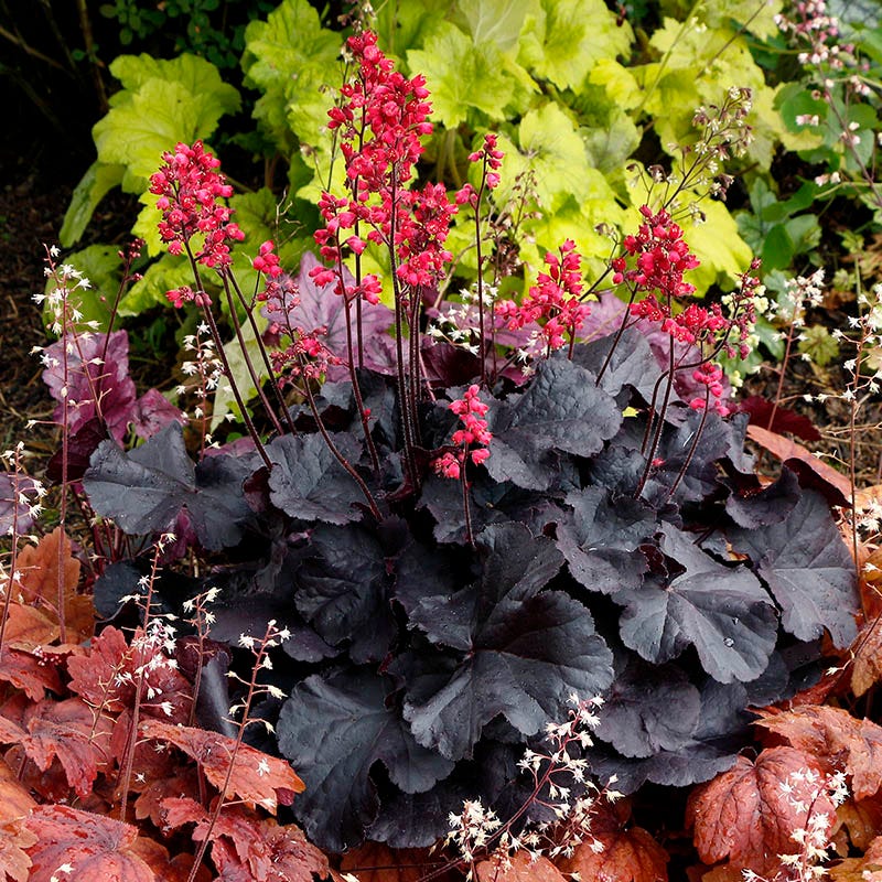 Radiant Glow Coral Bells Collection - Image 3