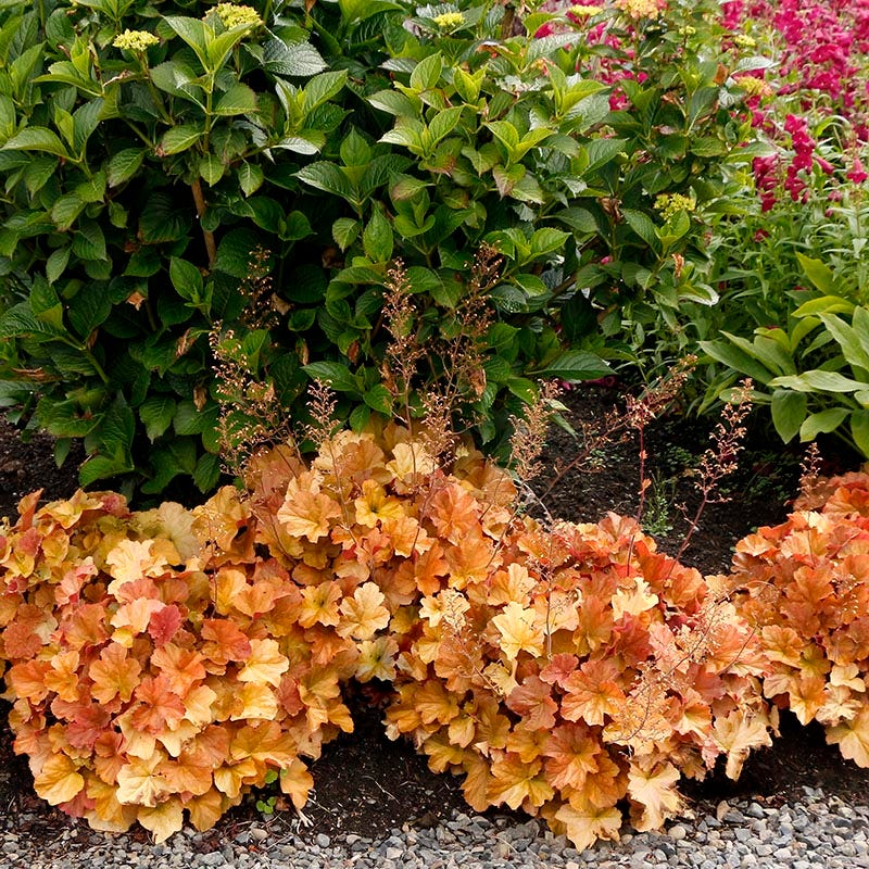 Northern Exposure™ Amber Coral Bells - Image 4