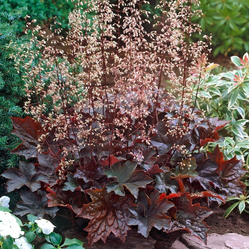 Palace Purple Coral Bells