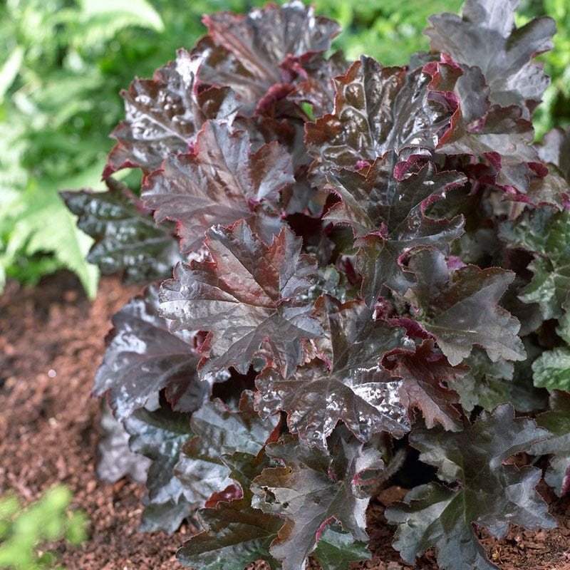 Palace Purple Coral Bells - Image 3