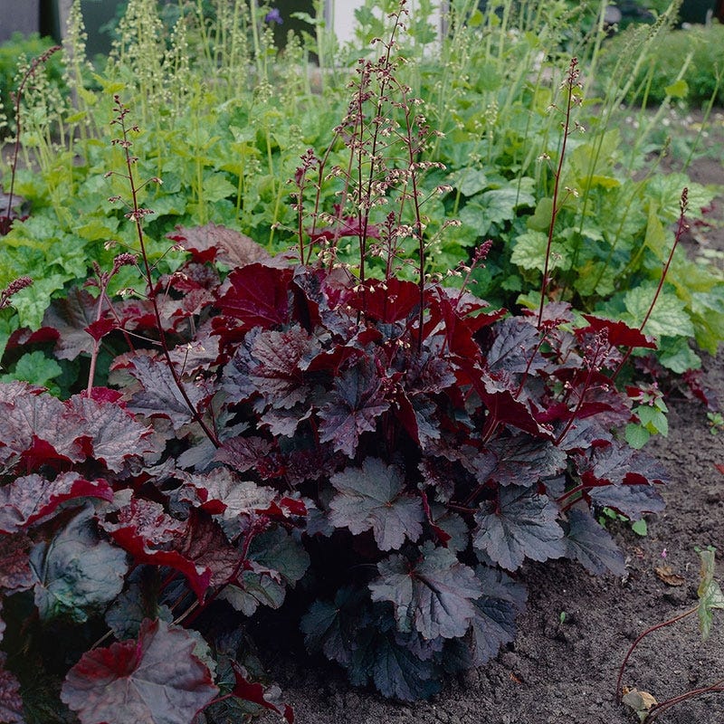 Palace Purple Coral Bells - Image 4