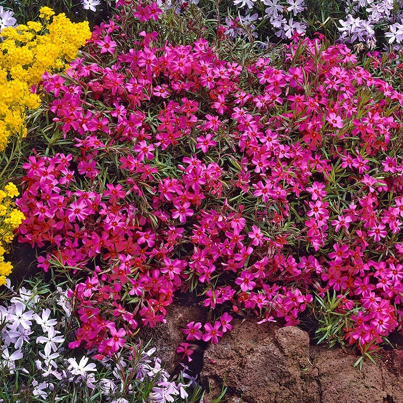 Scarlet Flame Creeping Phlox - Image 2