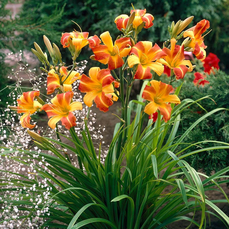 Frans Hals Daylily - Image 2