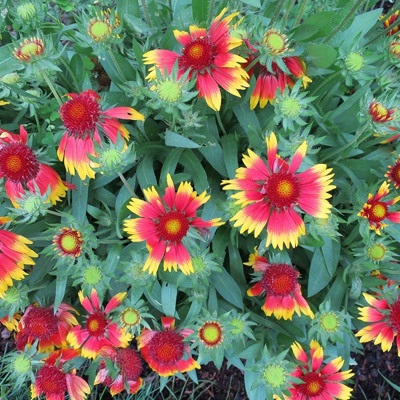 Goblin Gaillardia - Image 3