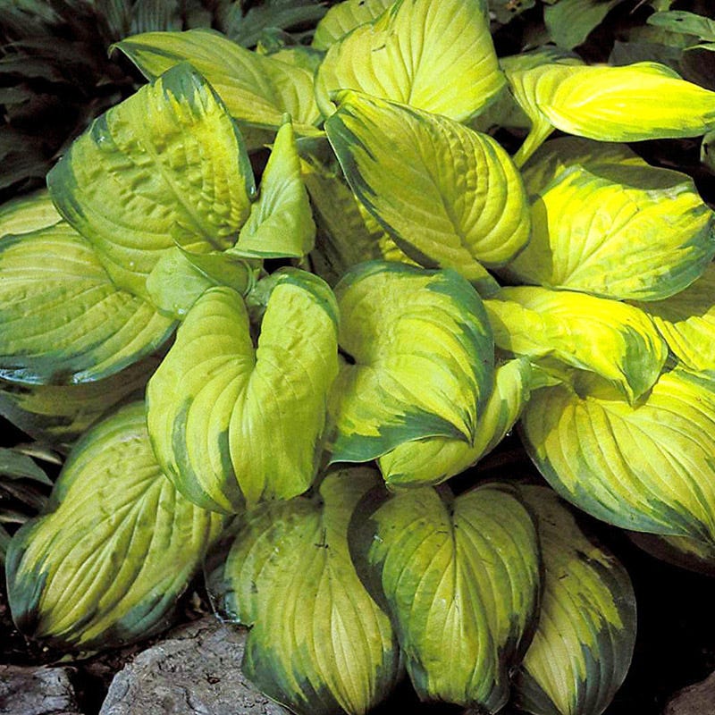 Stained Glass Hosta - Image 3