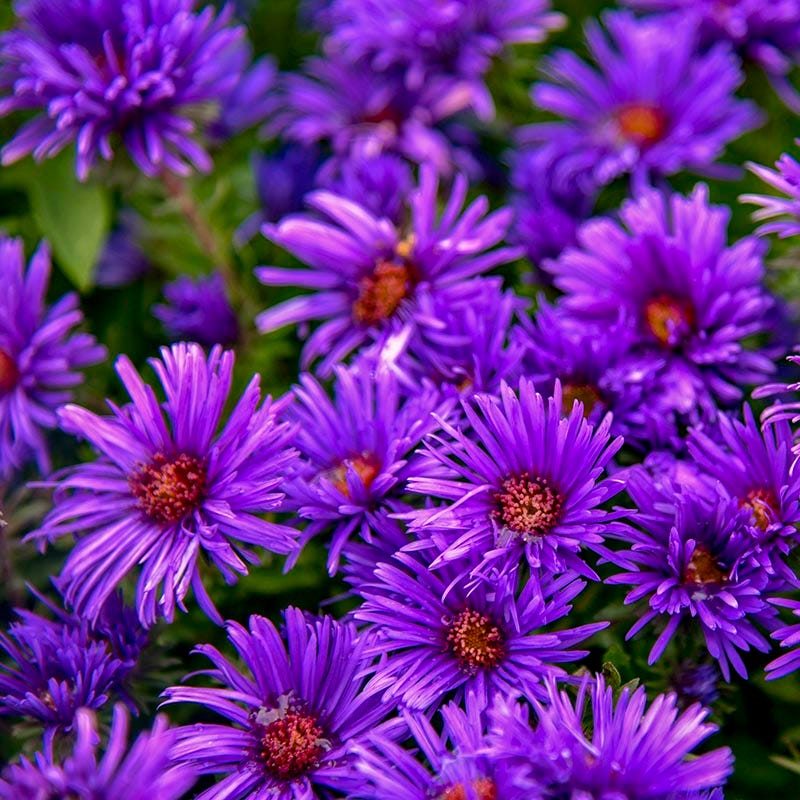 Grape Crush New England Aster - Image 3
