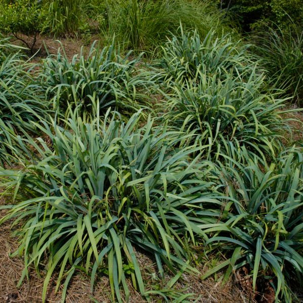 Bunny Blue® Sedge